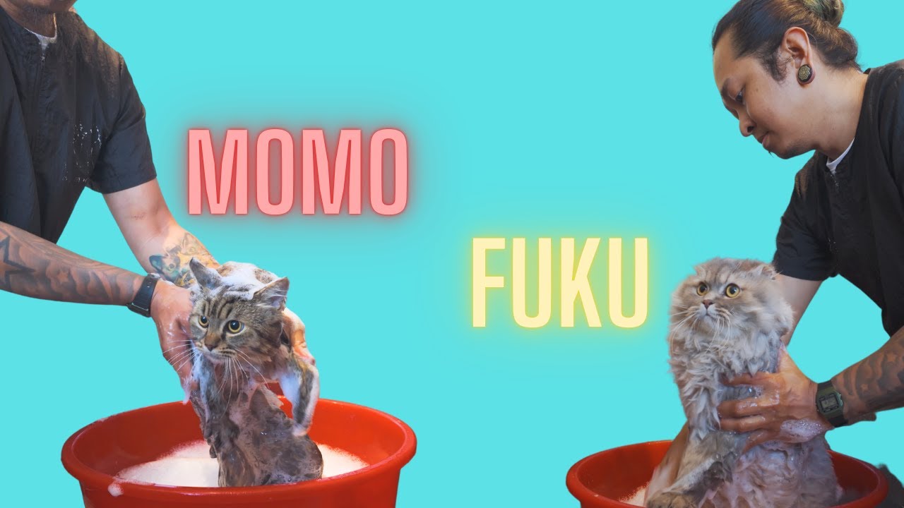 THE CHONKY CAT SIBLINGS MOMO & FUKU will steal your hearts ♥️ ♥️ ♥️ ♥️