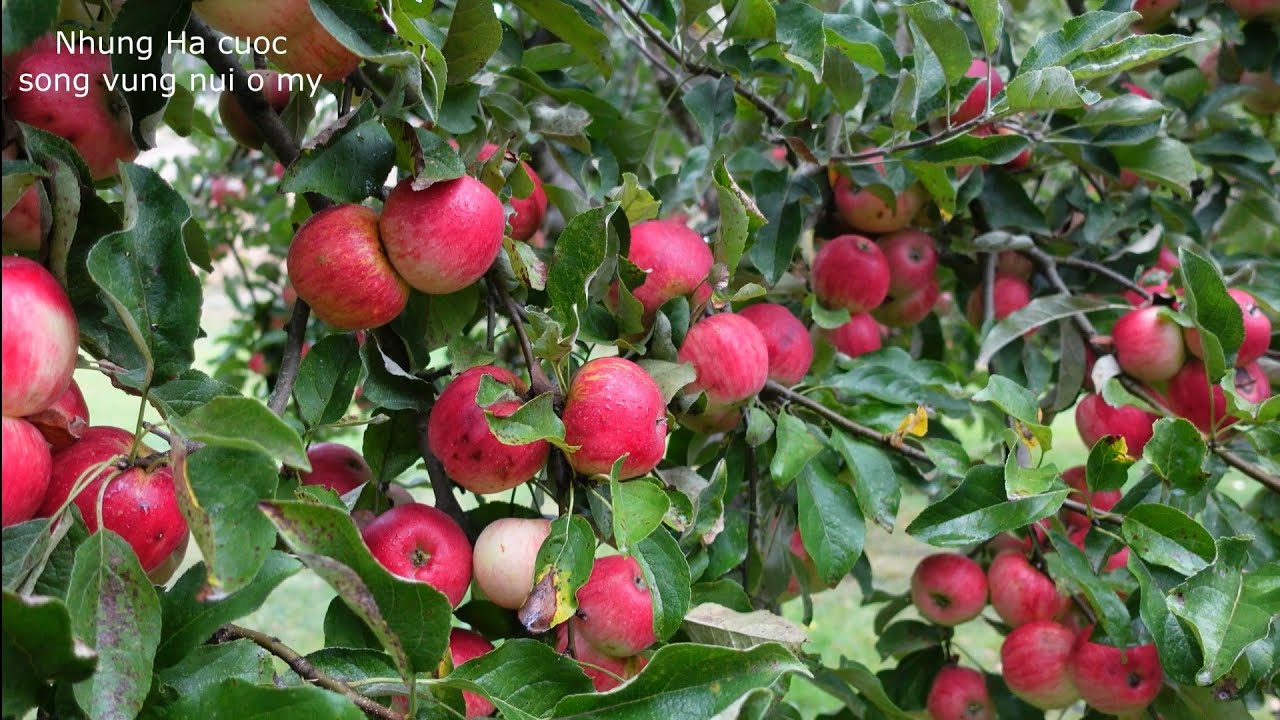 THU HOẠCH TÁO MỸ, CÀ CHUA,THÙ LÙ,LỤM TRỨNG GÀ, BÍ NGÒI ,CHO BÒ UỐNG SỮA, ĐẬU VE VÀNG ,