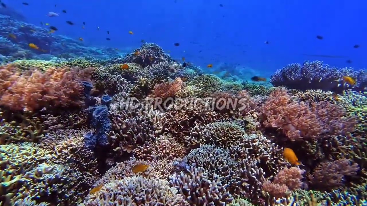 Красота коралловых рифов в морях Индонезии 11 #asmr #relaxing #beauty #coralreef #indonesia #sea