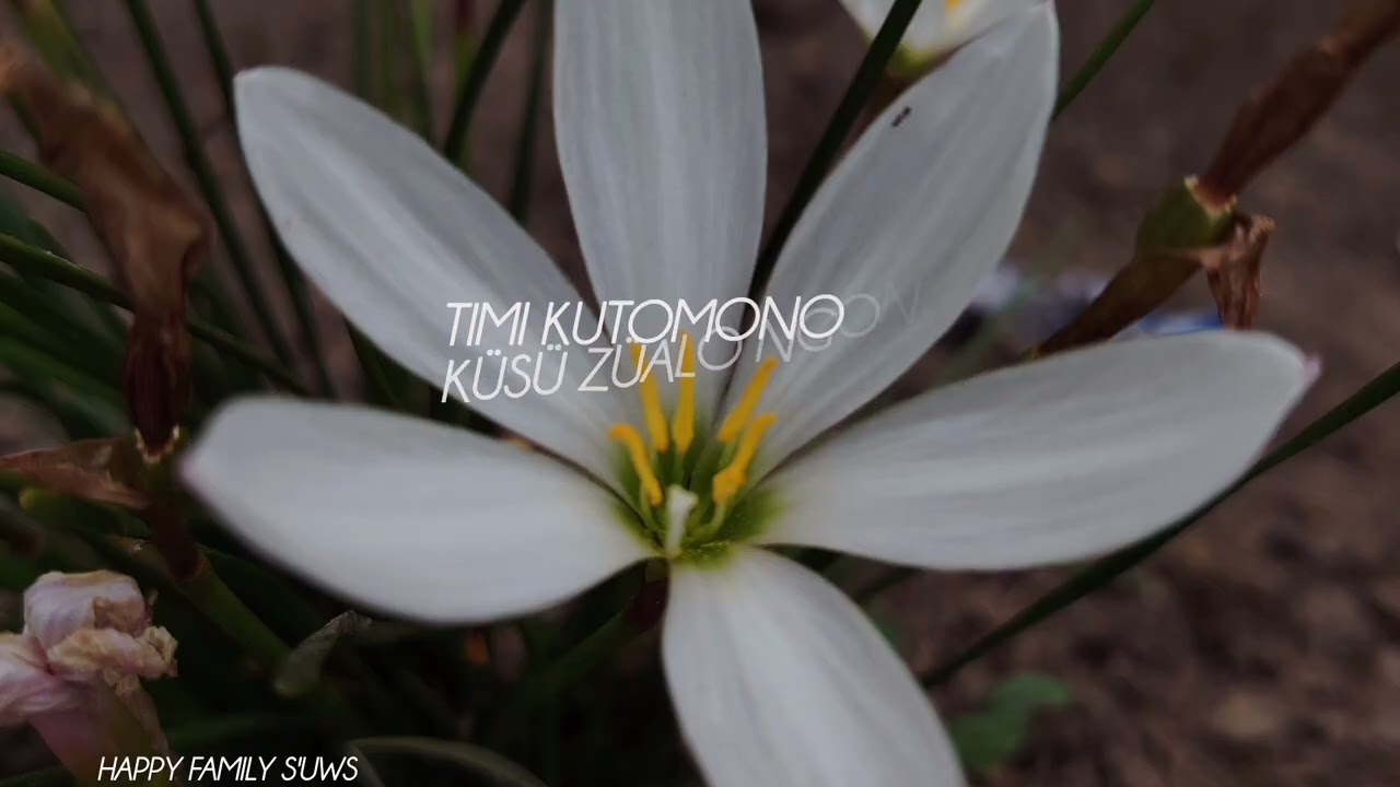 Shikimithi pe lhou tsüani| lyrics | #sulimi lejo