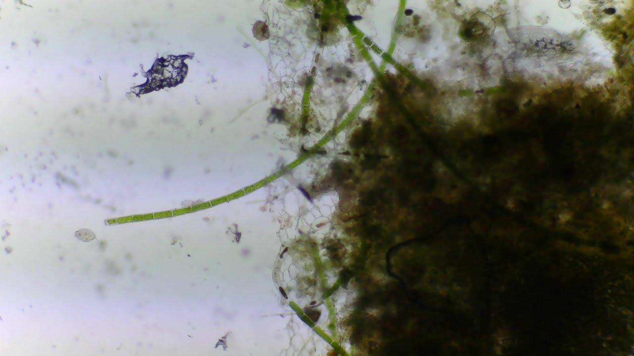 A Living Drop of Water Under the Microscope | Slow Observation from Microscope Lounge