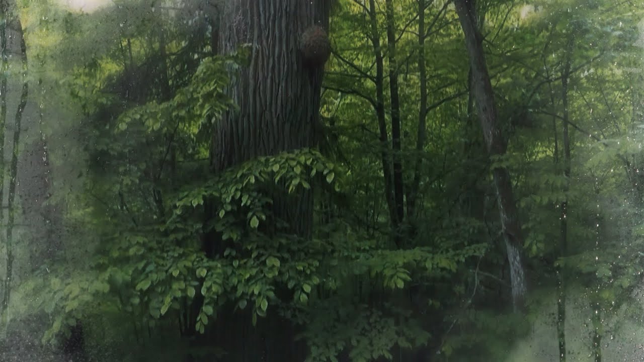 Rain & Mist in the Forest 🌫️ Gentle Rain, Whispering Wind | Sleep • Relax • Heal