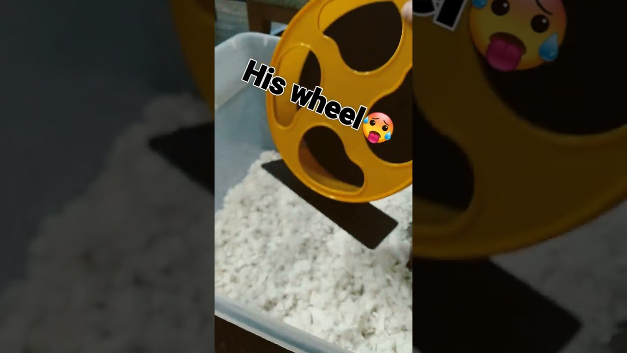 only d.i.y hamster set up
