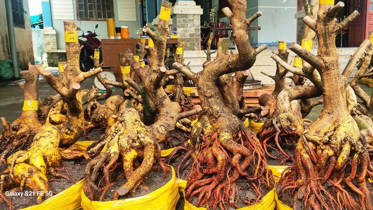 Nhung 0966023980_0377865771 ngày 27/2 gl lô phôi mai vàng giảo dáng bonsai lắc lượng bông chùm 