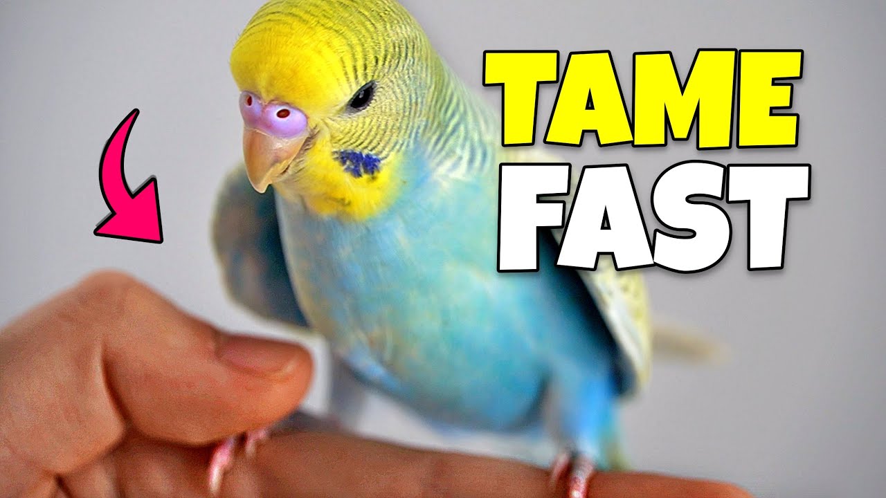 I tamed my 3 birds | here's HOW...