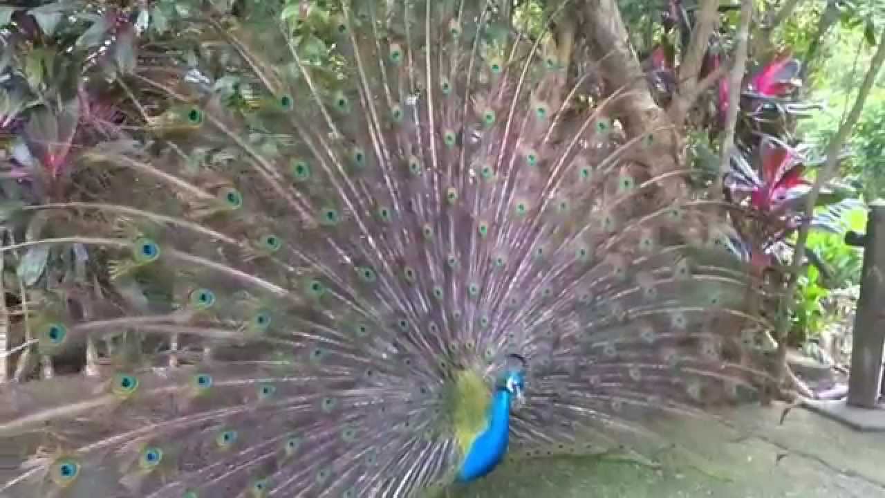 台北市立動物園求偶心急的孔雀過程完整版1040322