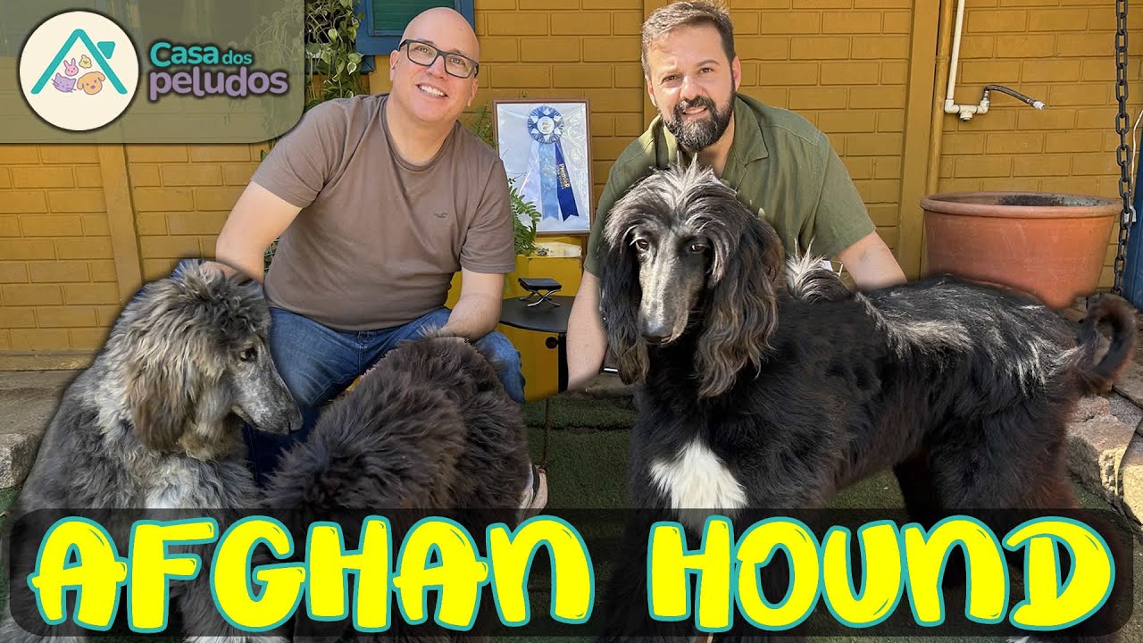 Afghan Hound: Elegância, Mistério e MUITA Personalidade!