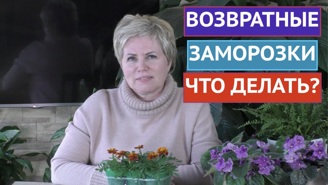 КАРАУЛ! ВОЗВРАТНЫЕ ЗАМОРОЗКИ! КАК СПАСТИ РАСТЕНИЯ
