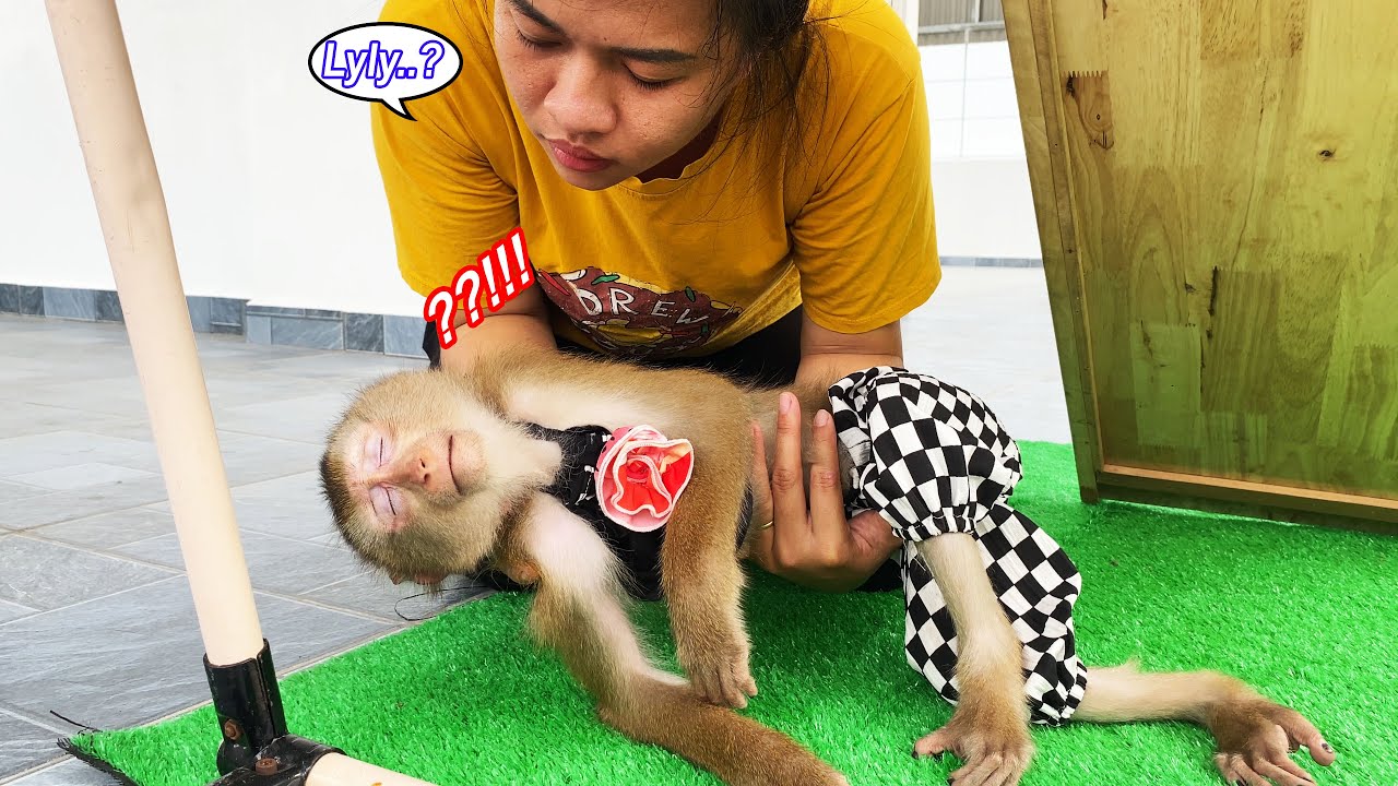 Naughty monkey Lyly sneaked away from her mother to play on the rooftop and fell asleep.