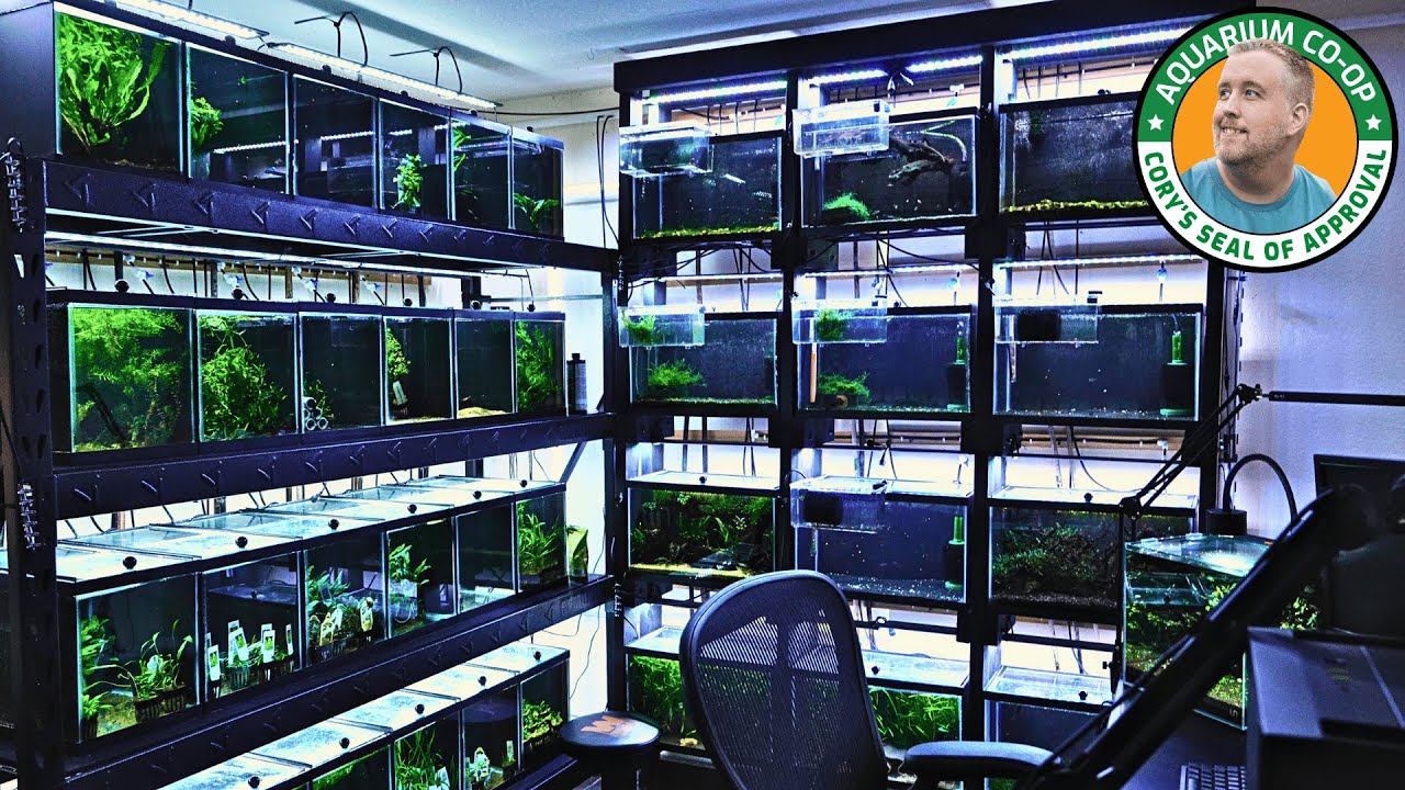 Fish Business from a Bedroom Tour Part 1