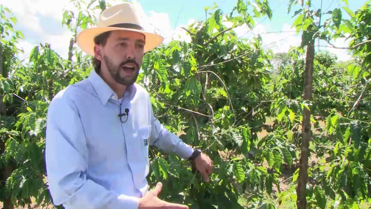 #cafe #poda #agricultura                                               COMO FAZER PODA NO PÉ DE CAFÉ