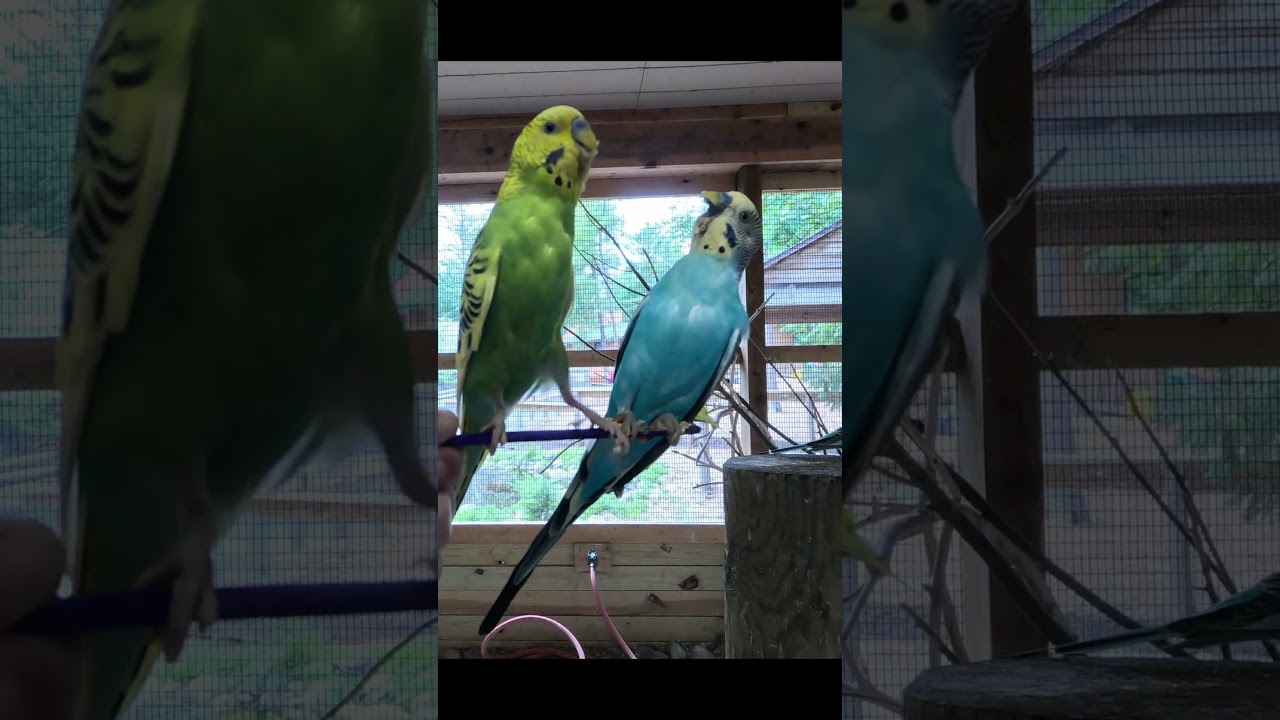 Parakeet VS Parakeet!  Birds Fighting! #birds #animals #animalshorts #parakeet #shorts