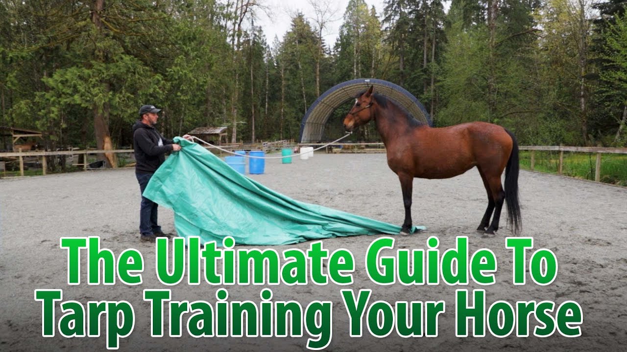 The Ultimate Guide To Beginning Tarp Training Your Horse