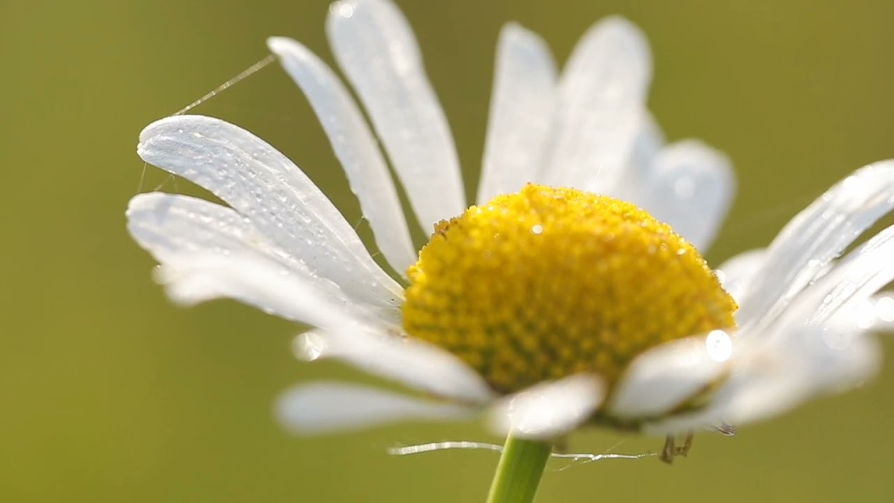 5hours_peaceful piano music, meditation music, relaxing music| DHASA - MUSIC STUDIO