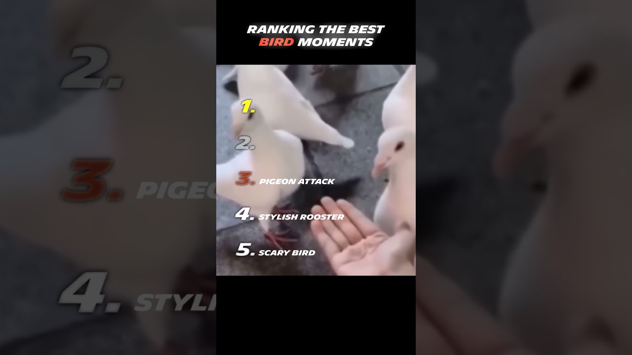 🐦&zwj;⬛ THE TOP 5 BEST BIRDS MOMENTS 🐦