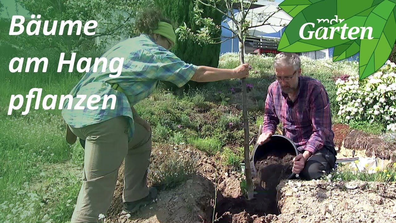 Baum am Hang pflanzen: Apfelbäume für einen sonnigen Hanggarten  | MDR Garten