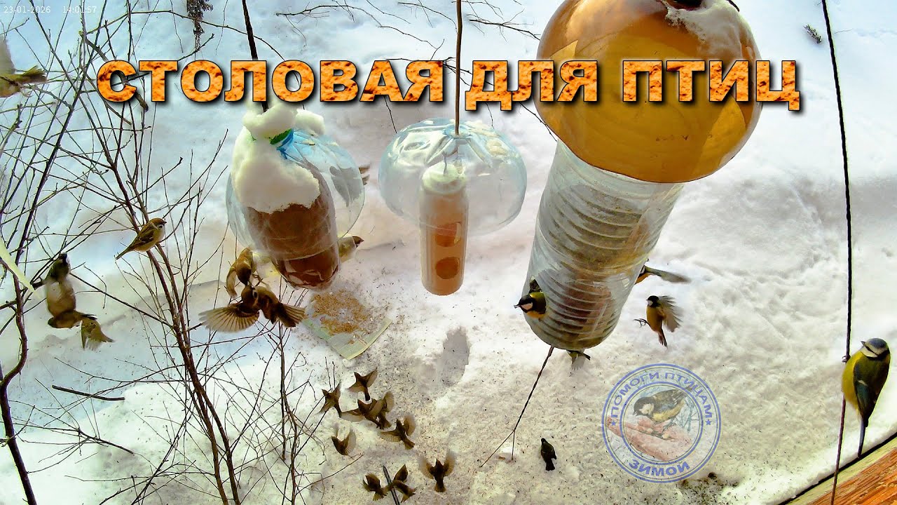 Кормушка для птиц 23 января 2026 года (08)