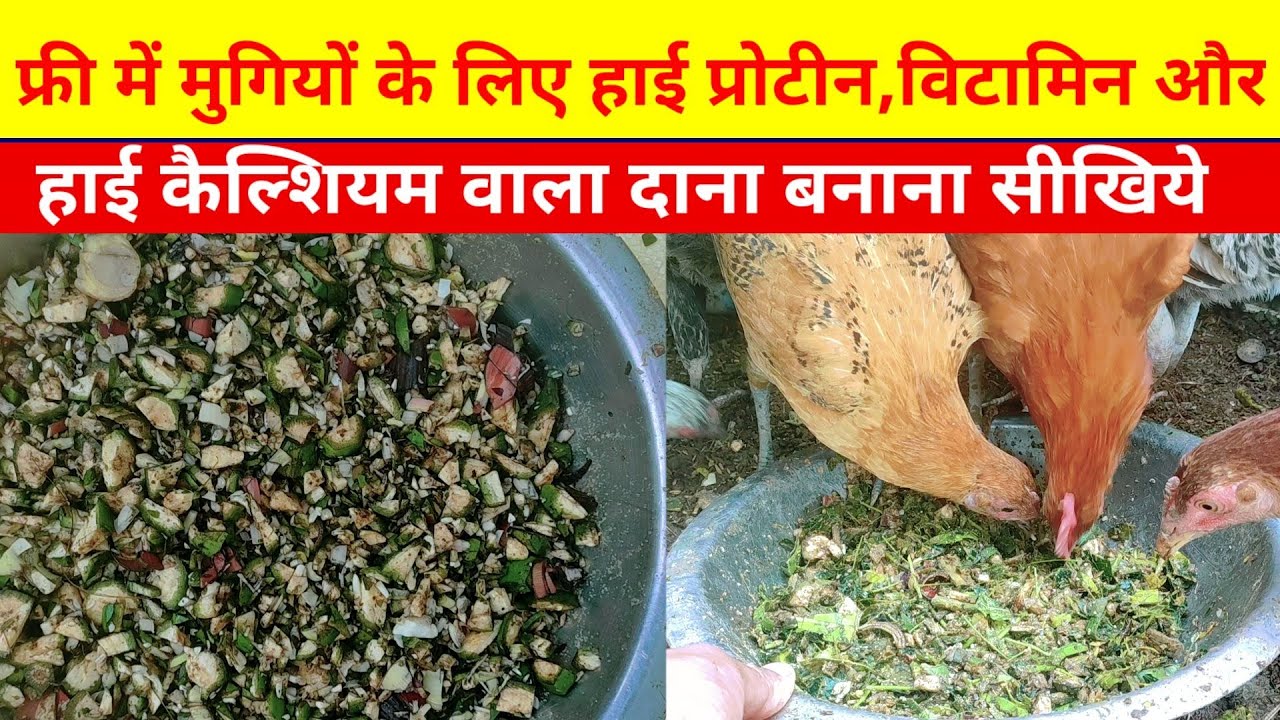 फ्री में मुर्गियों के लिए हाई प्रोटीन,विटामिन और हाई केल्शियम वाला दाना बनाना सीखिये(Home made feed)