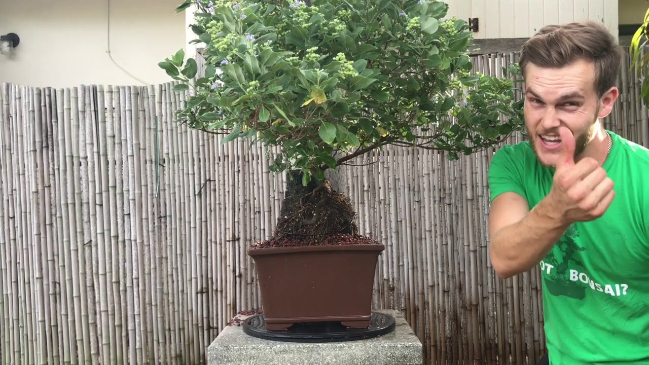 Vitex Bonsai Makeover - The Bonsai Supply