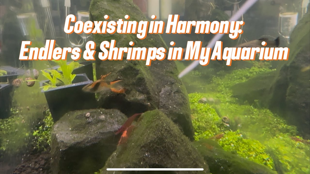 Coexisting in Harmony: Endlers & Shrimps in My Aquarium