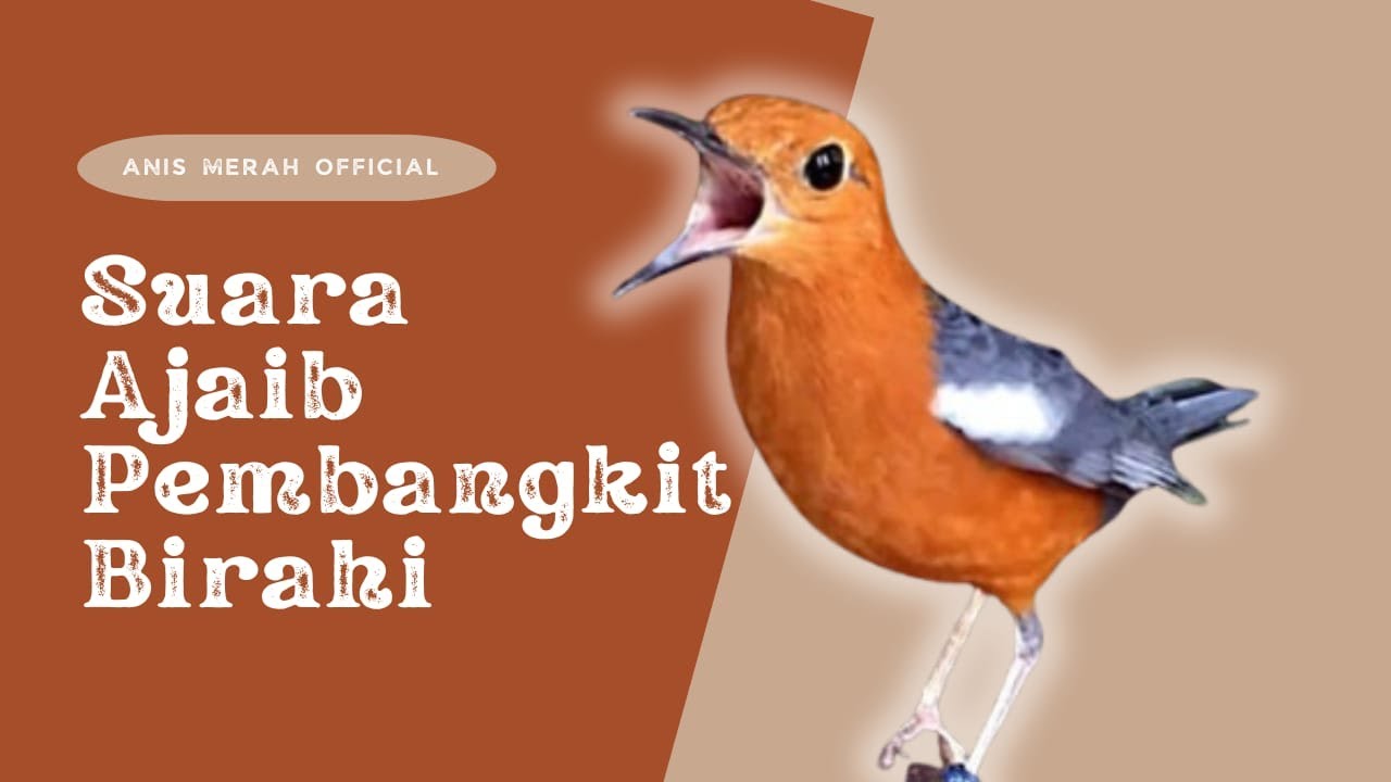 Siaran Saya