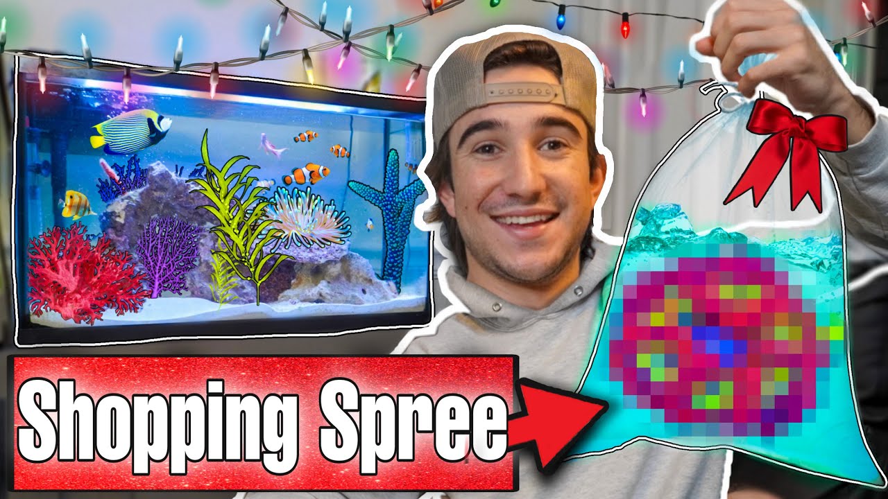 CHRISTMAS SHOPPING SPREE for AQUARIUM FISH!