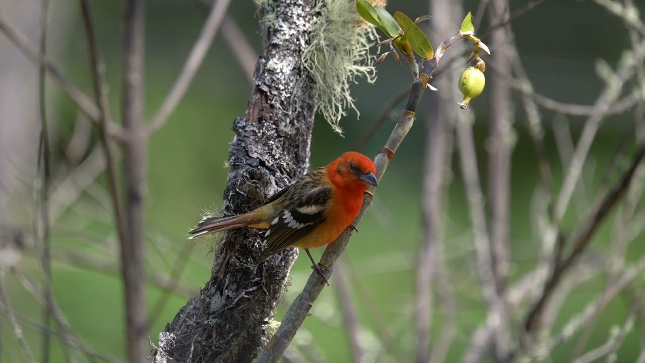 Flame colored Tanager