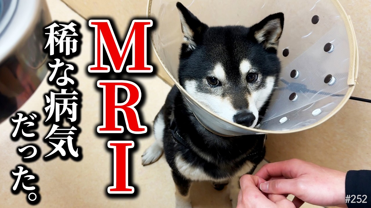 想定外の診断でした、柴犬のMRI検査結果。