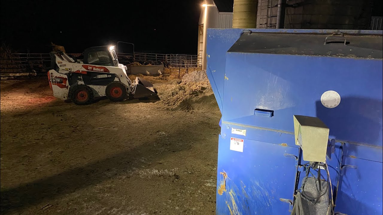 Feeding cows on a small beef farm