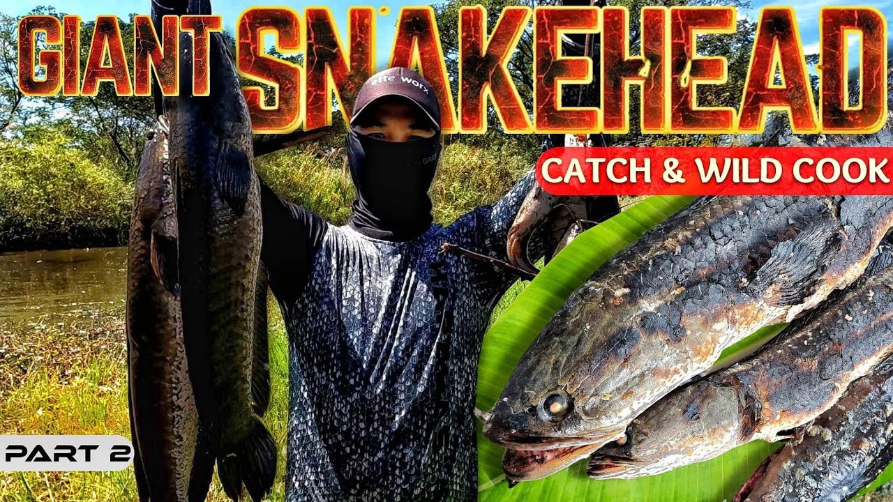 EP886-P2 - Giant Snakehead Catch and Wild Cook