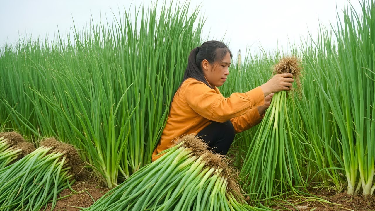 Harvesting onions at night for sale - The process of threshing young rice to make rice patties