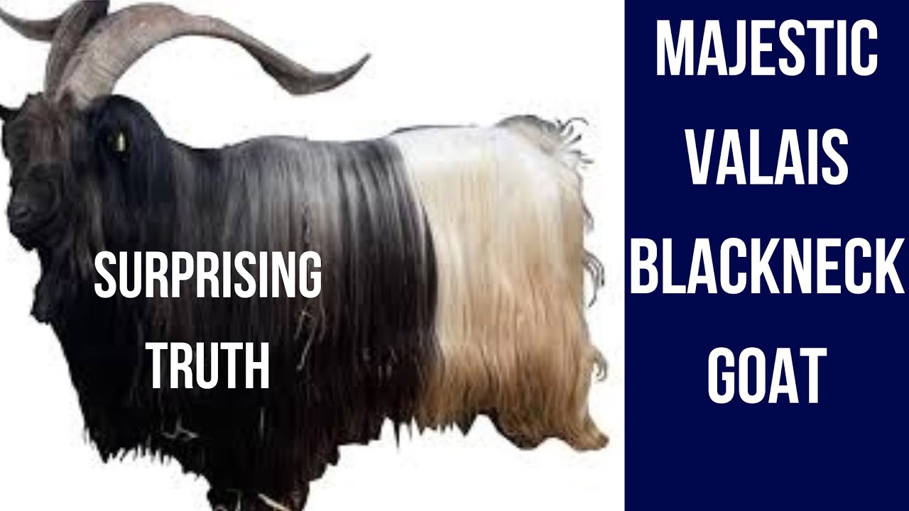 The Surprising Truth About Valais Blackneck Goats Nobody Tells You