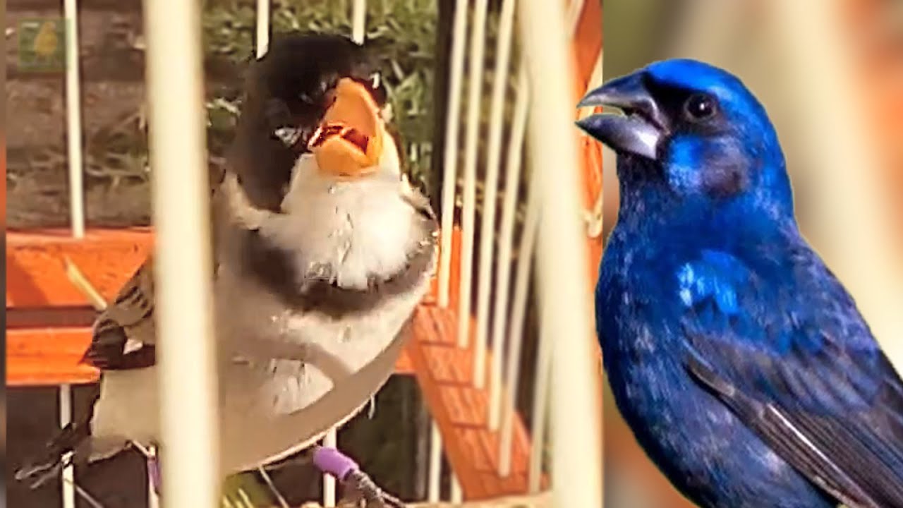 GOLINHA CANTANDO AZULÃO - ESSE CANTA DE VERDADE !!!