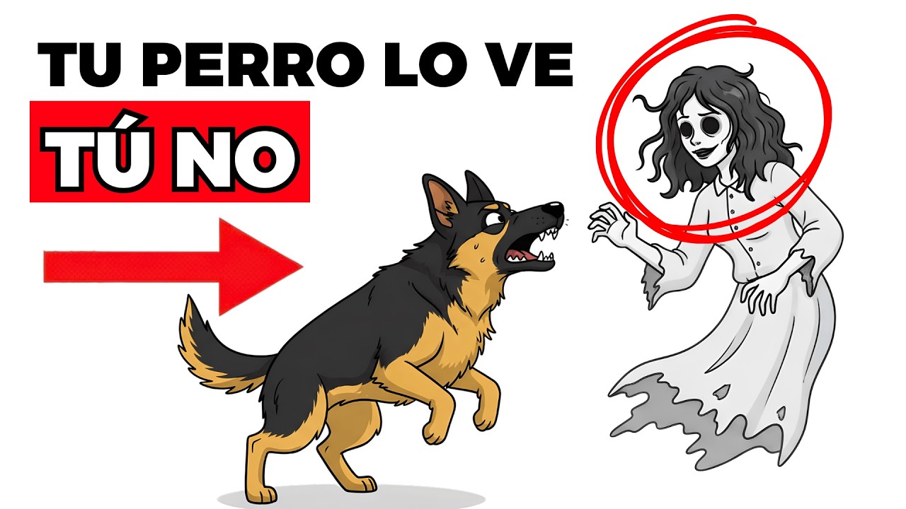 Lo que significa cuando tu PERRO ve algo que TÚ no puedes ver (Cuidado)
