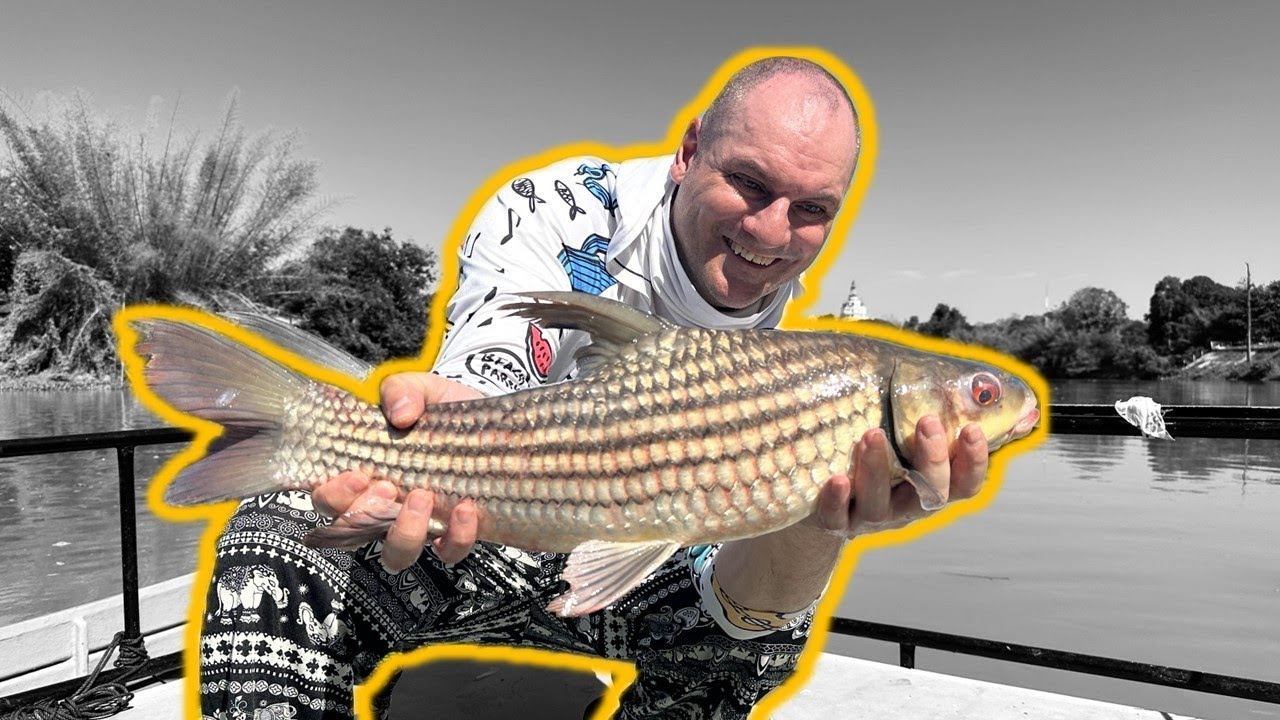 Julian's golden carp fishing on the Khwae Noi River kanchanaburi แพน้องอาเธอร์. Fishing in Thailand.