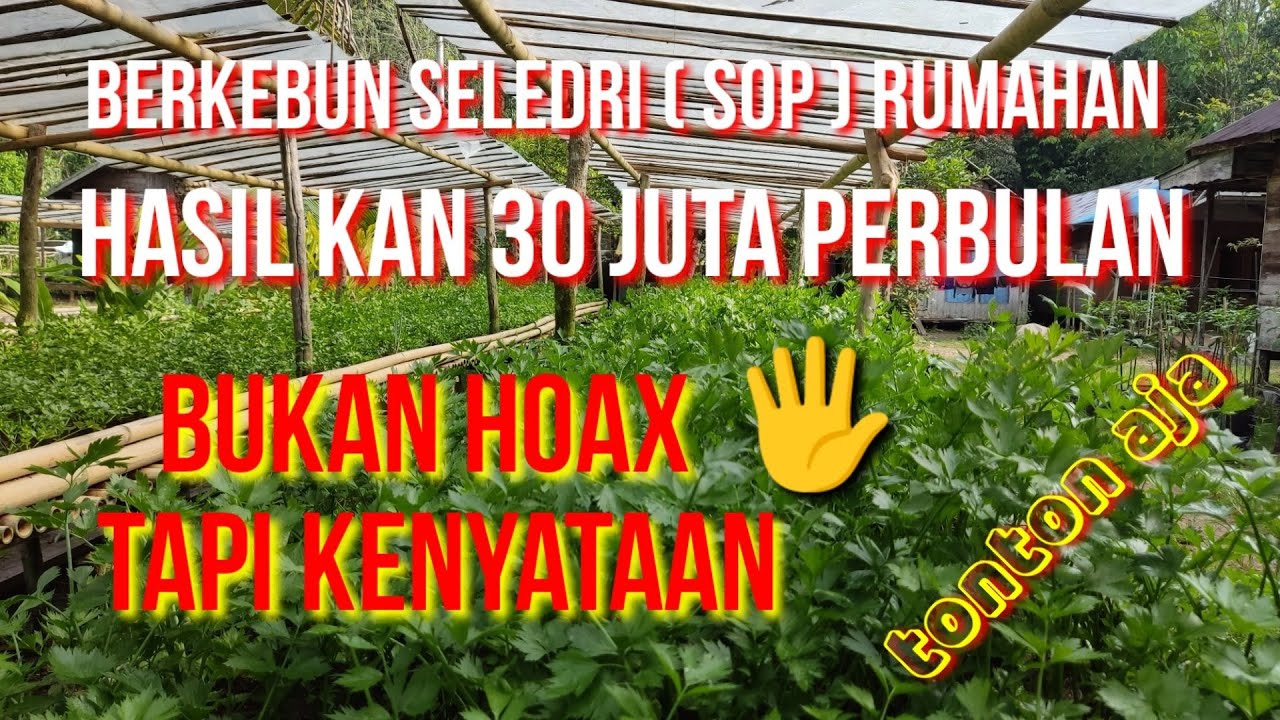 Berkebun seledri ( SOP ) hasilkan 30 juta perbulan bukan HOAX tapi kenyataan