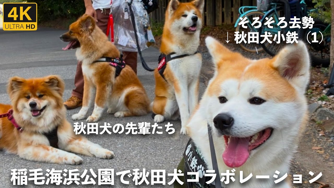 稲毛海浜公園で秋田犬のお友達が増えました！