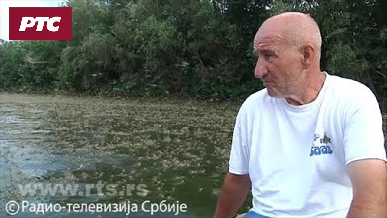 Cvetanje Tise interesantno i biolozima i književnicima