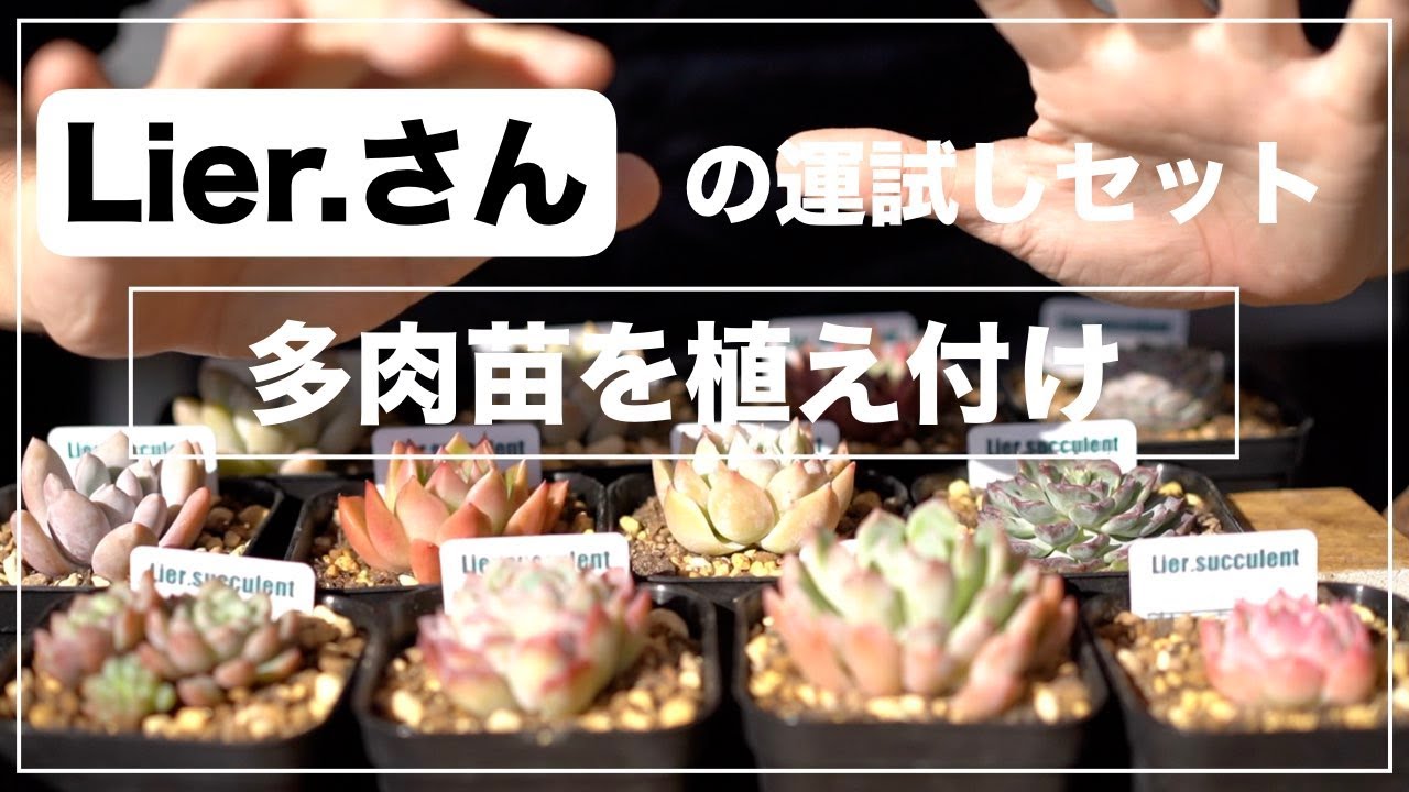 リエール（Lier.）さんから届いた運試しセット苗を植えました