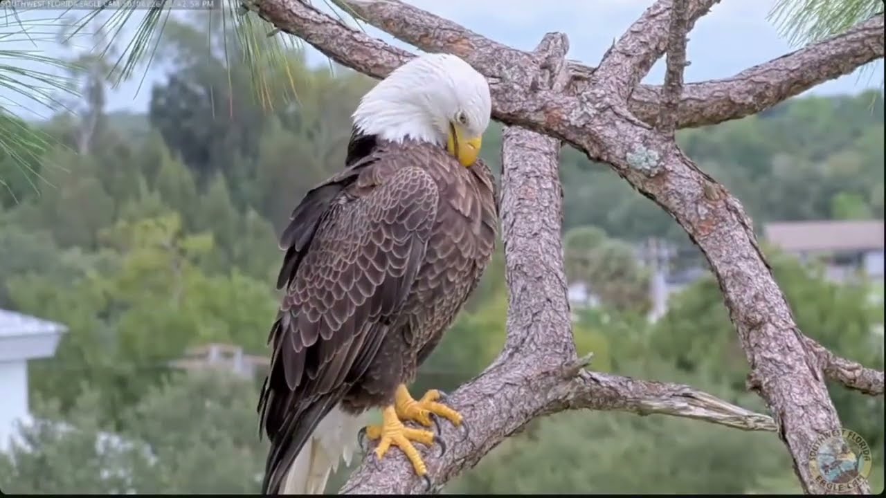 M15 Visits the Pond & Nest Tree | SWFL Eagles Nest M15 (10/6)