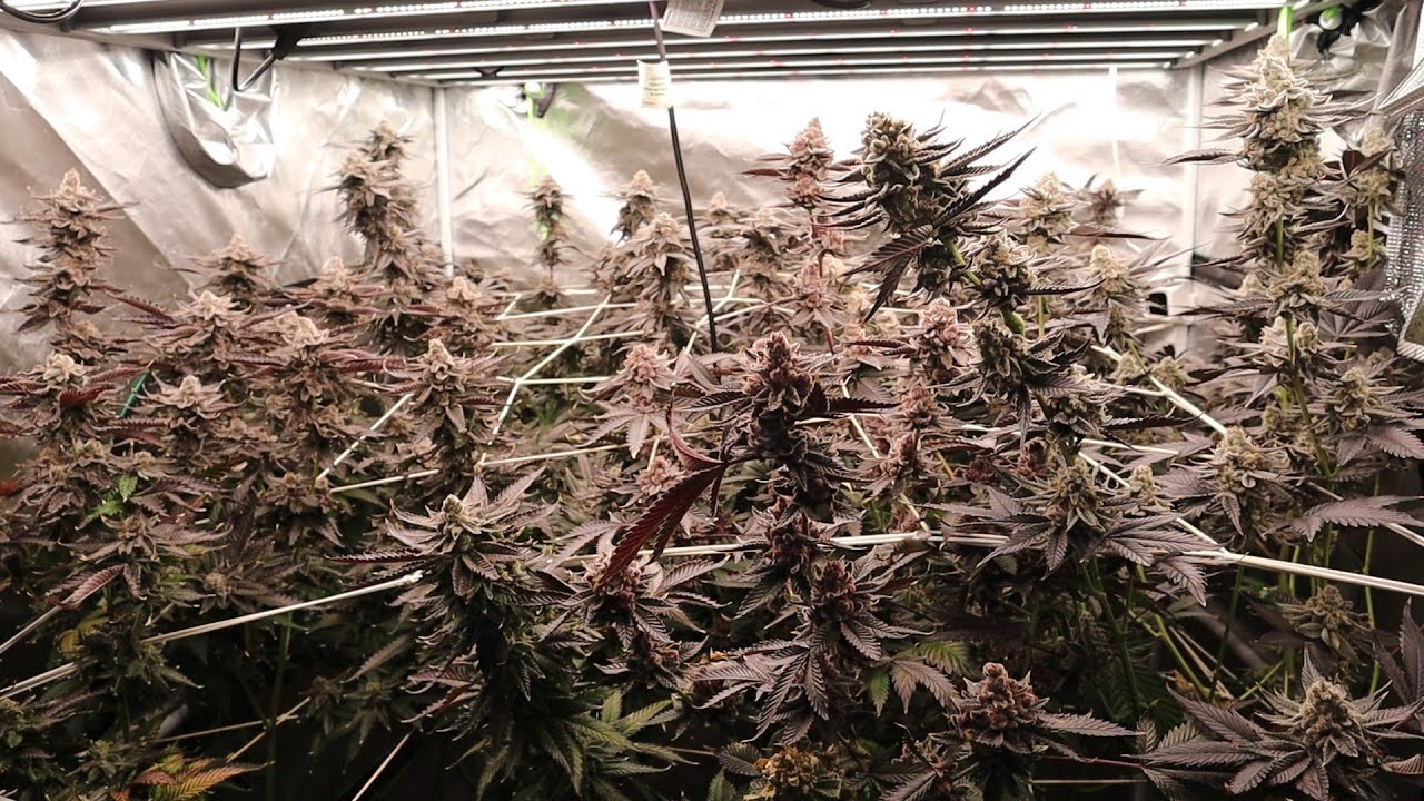 HARVEST DAY Mars FC-E 8000 WiFi 4x4 tent, 6 strains