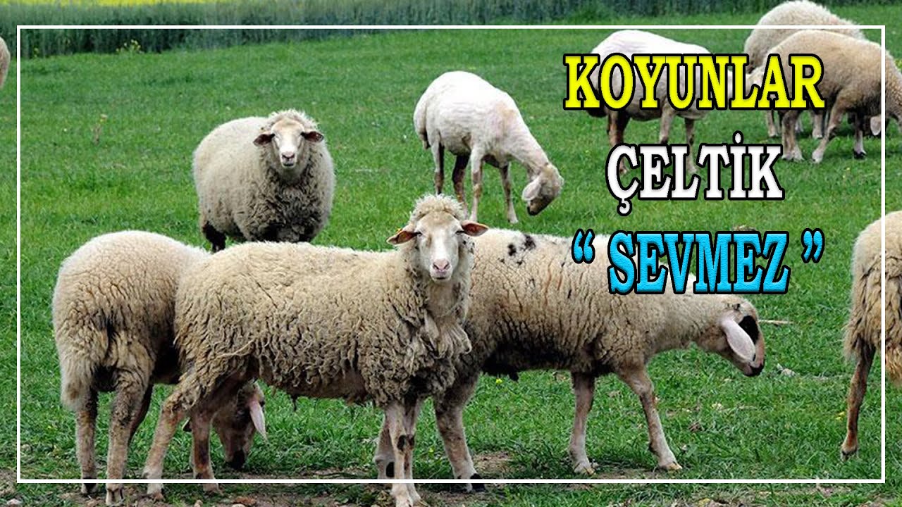 Koyunlar ÇELTİK Sevmez !