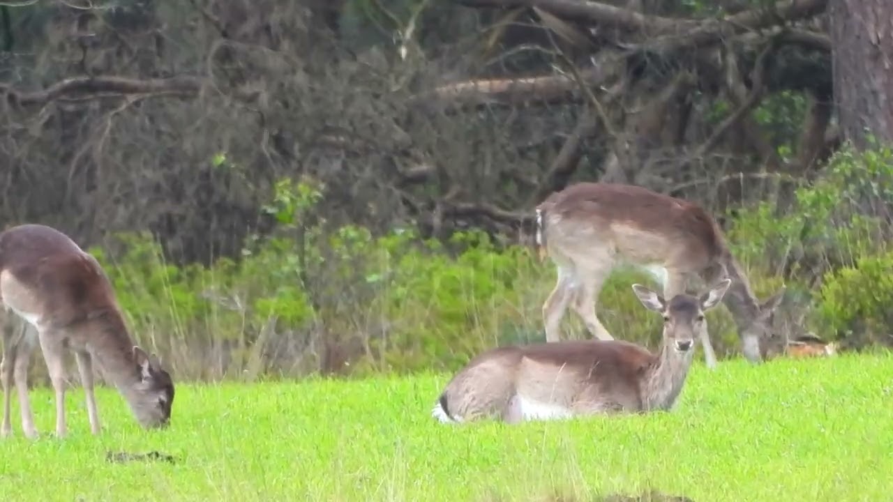 Damherten in de wei 🦌 | Rustgevend wildmoment in de Nederlandse natuur | Natuur met Peter #wildlife
