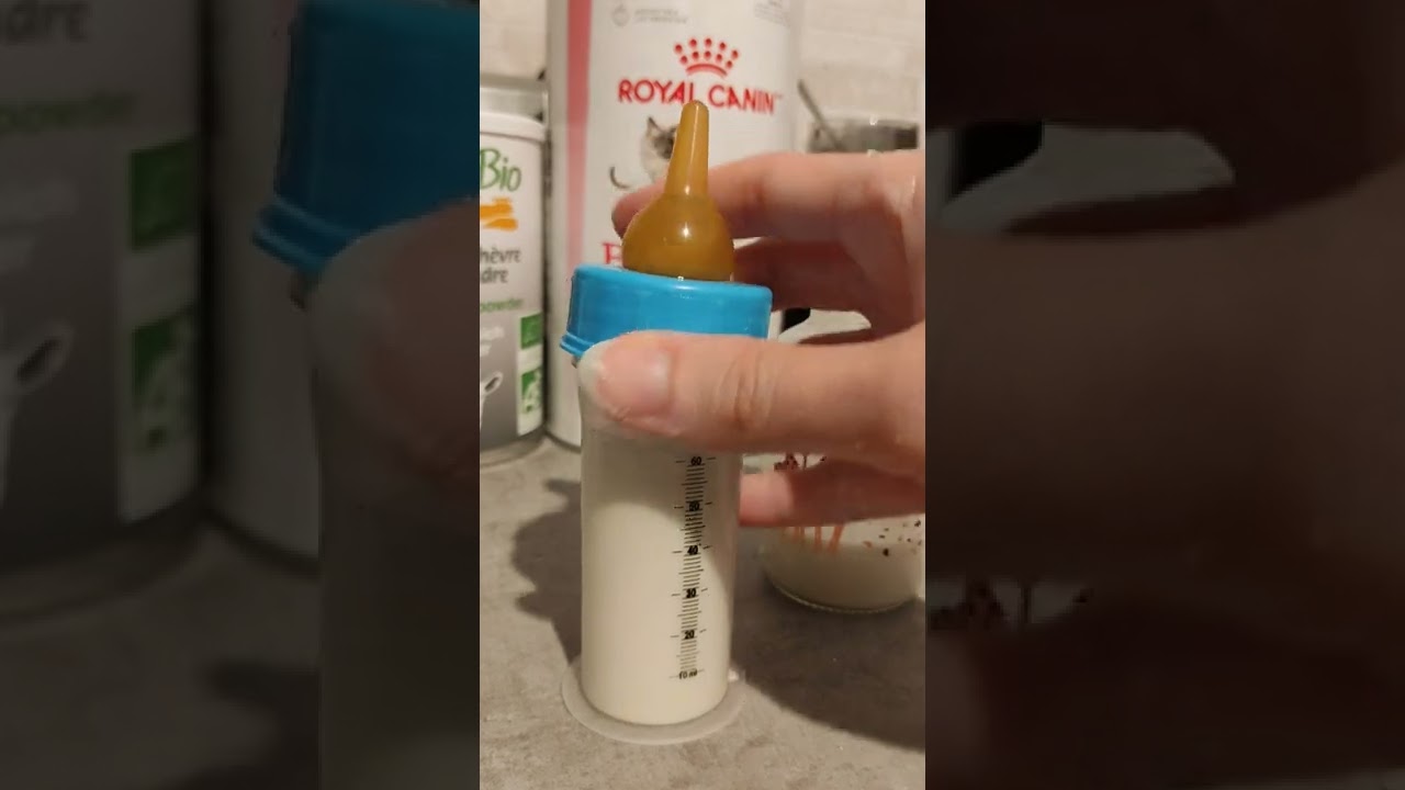 Préparation d'un biberon pour chaton orphelin