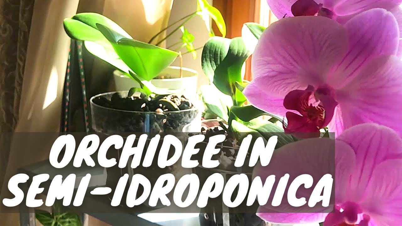 ORCHIDEE IN SEMI IDROPONICA | trasferimento, pulizia delle radici e scelta del vaso