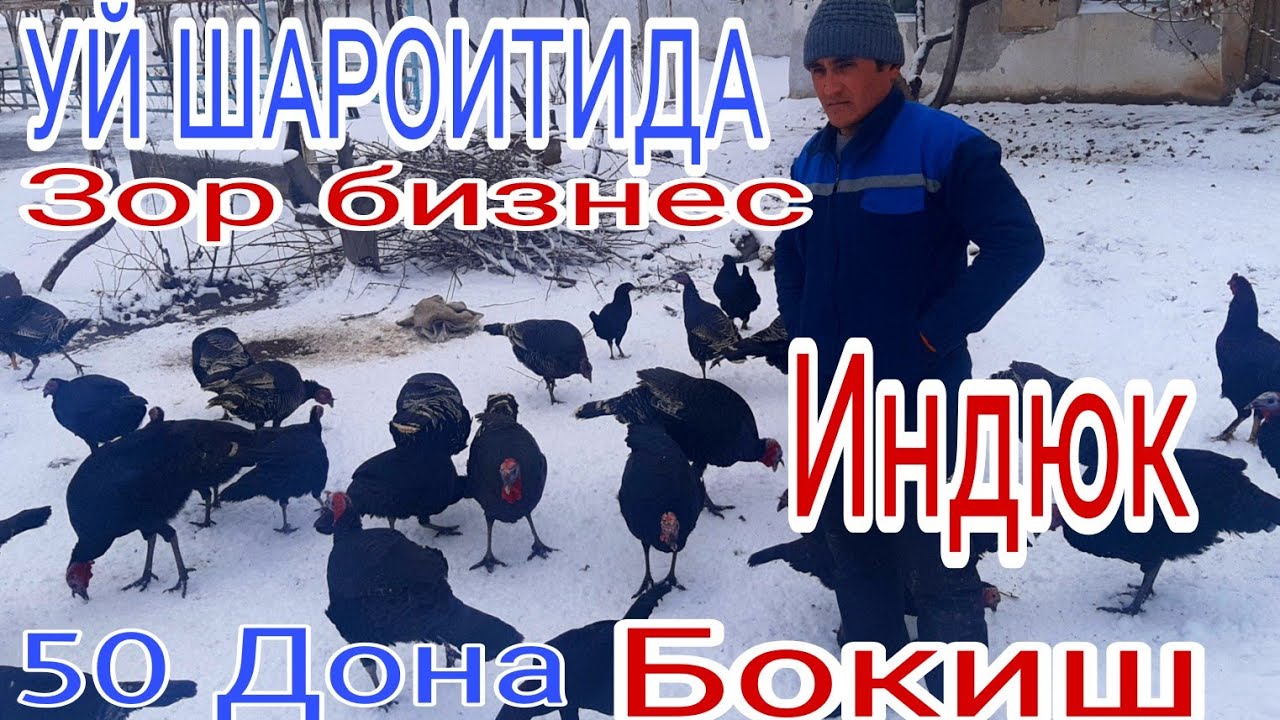 50 G'ULI BOQISH UY SHAROITIDA ZO'R BIZNES