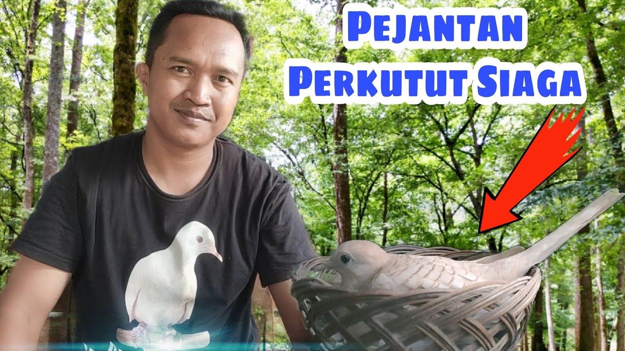 Memahami Sistem Angkrem Burung Perkutut