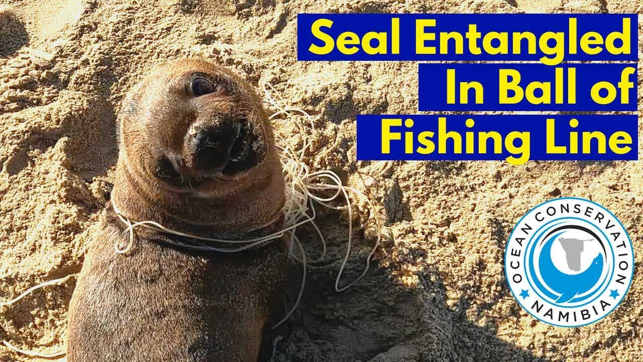 Seal Entangled in Ball of Fishing Line