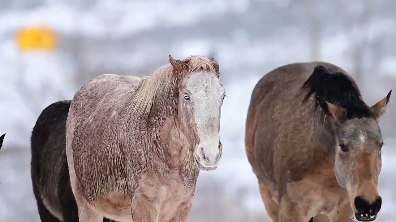 Snow day on the Ranch