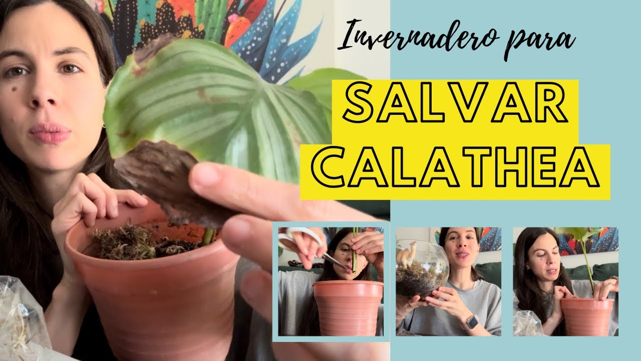Hacemos un invernadero para salvar una Calathea orbifolia 🌱🌿